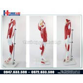 Mô hình giải phẫu cơ và thần kinh chi dưới